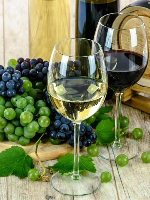 CATA DEL VINO MONTILLA-MORILES